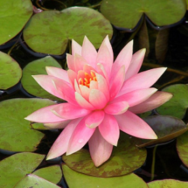 Lotus Pink Plant - Nymphaea Alba, Water Lily
